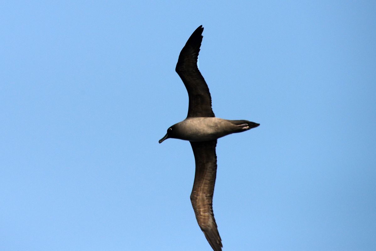 10B Brown Antarctic Skua Bird From The Quark Expeditions Cruise Ship In The Drake Passage Sailing To Antarctica